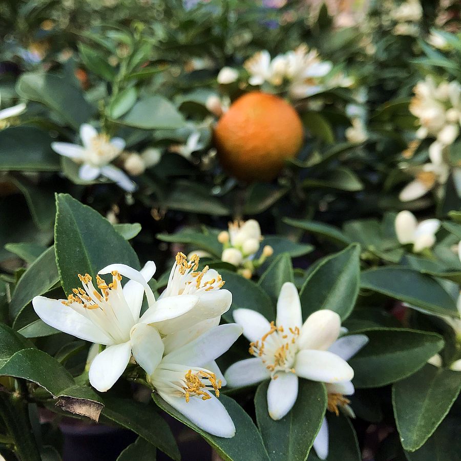 Mirtuszlevelű t&ouml;rpenarancs Citrus myrtifolia 'Chinotto'